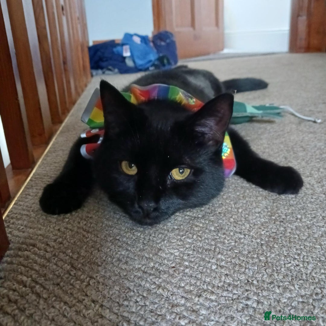 RagaMuffin cats for sale: Pumpkin the short haired Ragamuffin 🎃 - Image 1