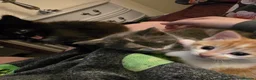 Mixed Breed cats for sale: Gorgeous kittens - Advert 9