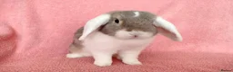 Mini Lop rabbits for sale: Adult mini lop for sale  - Advert 2
