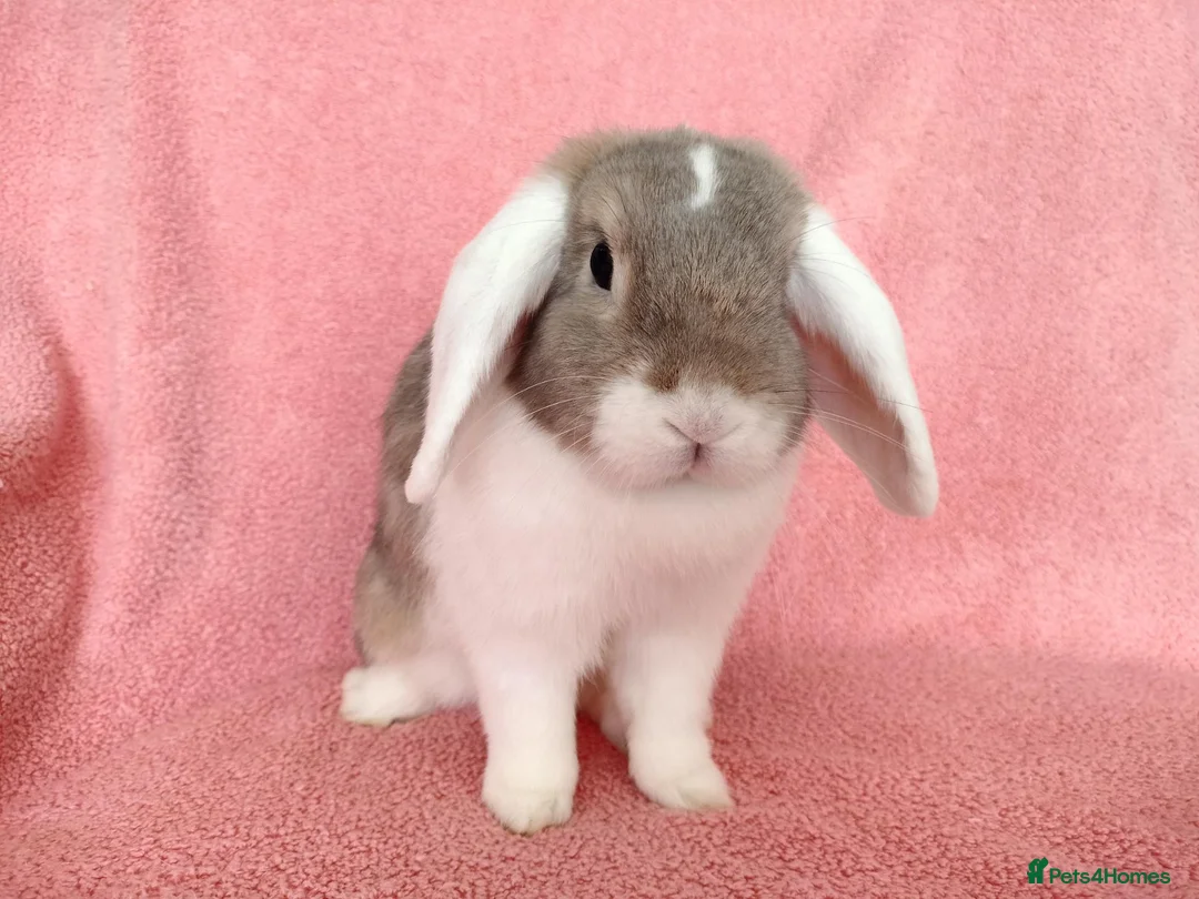 Mini Lop rabbits for sale: Adult mini lop for sale  - Advert 2