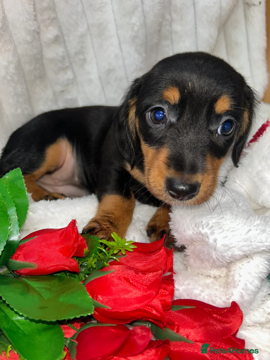 Miniature Dachshund dogs for sale: Miniature dachshund  - Advert 11