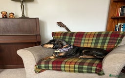 Mixed Breed dogs for adoption: Gypsy a hidden gem is looking for her forever home - Image 14