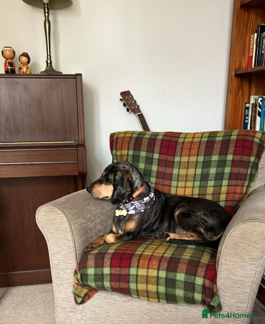 Mixed Breed dogs for adoption: Gypsy a hidden gem is looking for her forever home - Image 14