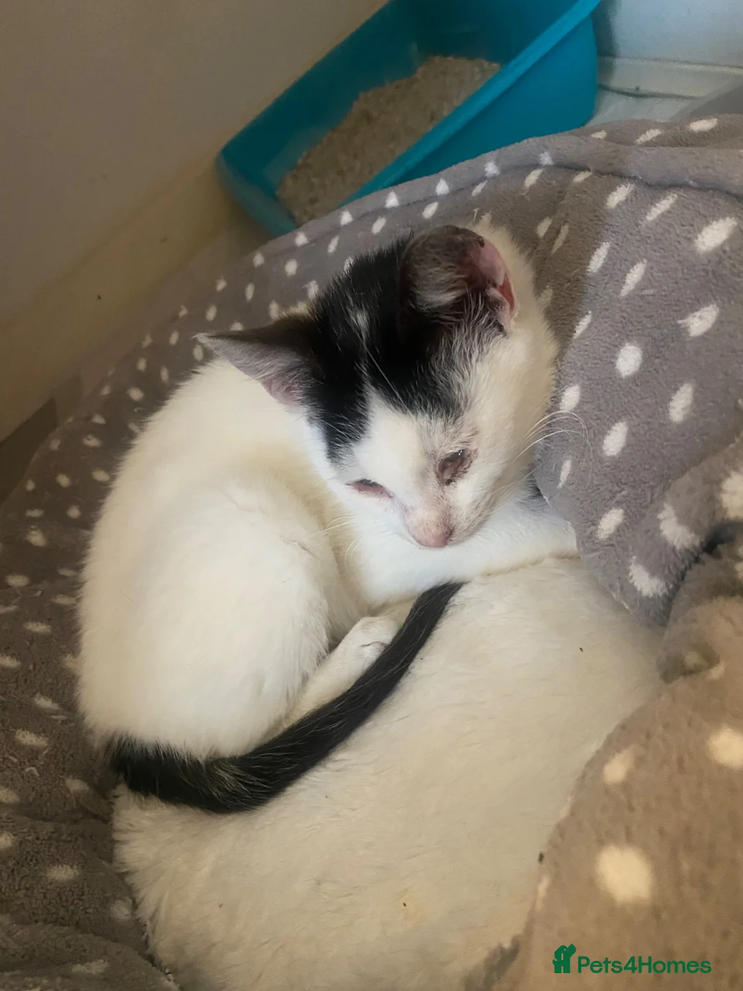 Domestic Shorthair cats for sale: White cat  - Advert 1