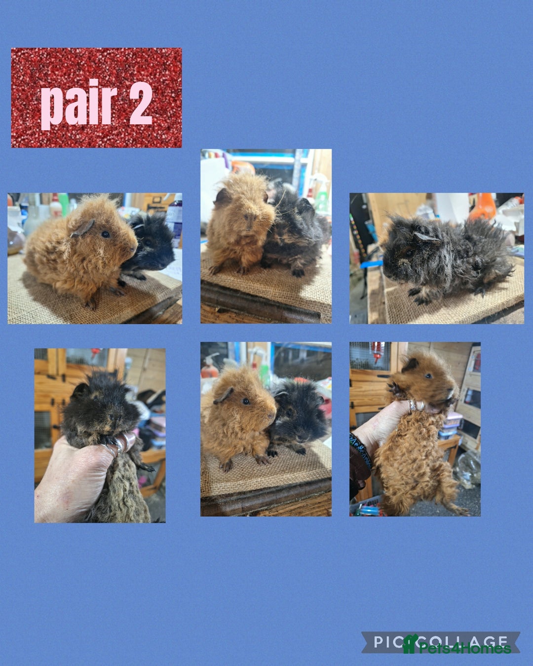 Guinea Pig rodents for sale: Guinea pigs for sale. Boys and girls.  - Advert 2