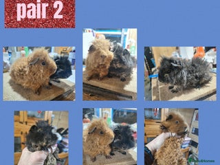 Guinea Pig rodents Guinea pigs for sale. Boys and girls. - Advert 11