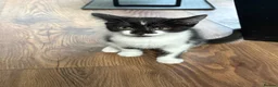 Mixed Breed cats for sale: British shorthair  - Advert 4
