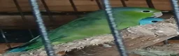 Mixed Breed birds for sale: Parrotlets Celestial  Parrotlets  - Advert 12