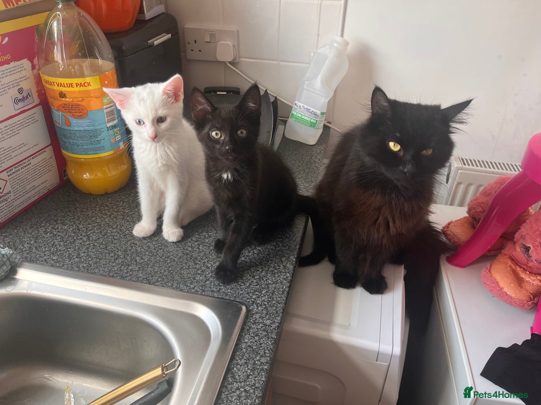 British Longhair cats for sale: Half British long hair kittens  - Image 1