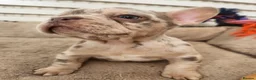 French Bulldog dogs for sale: New Shade Isabella Merle and Tan! - Advert 15
