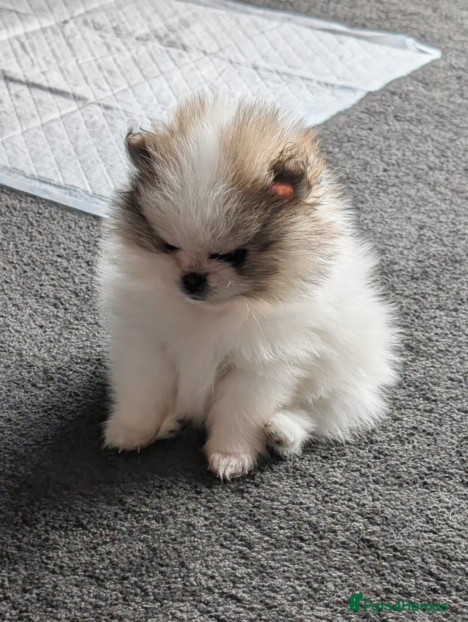 Pomeranian dogs Stunning Male Pomeranians - Advert 12