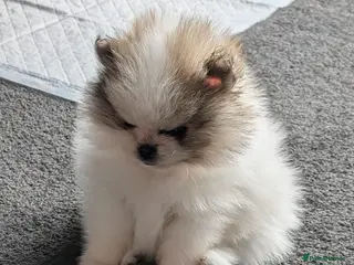 Pomeranian dogs Stunning Male Pomeranians - Advert 12