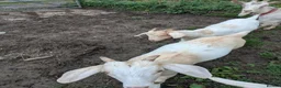 Goats livestock for sale: Brother and sister goats. Pair for ssle - Advert 2