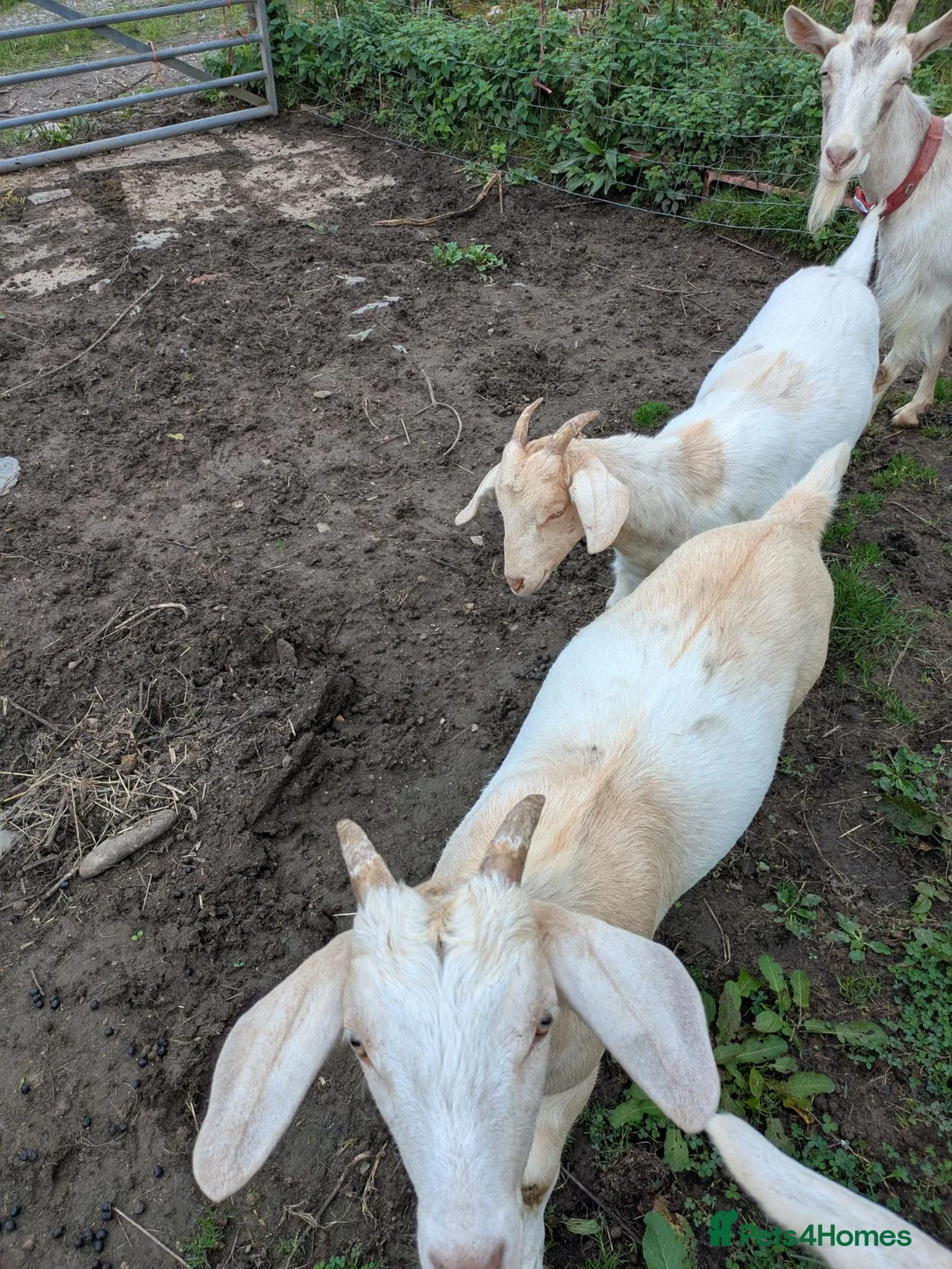 Goats livestock for sale: Brother and sister goats. Pair for ssle - Advert 2