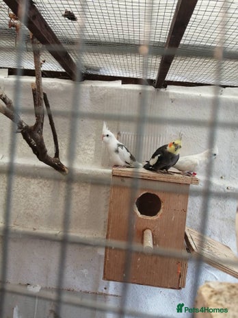 Parakeets birds - Advert 19