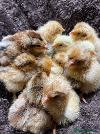 Chickens poultry - Advert 2