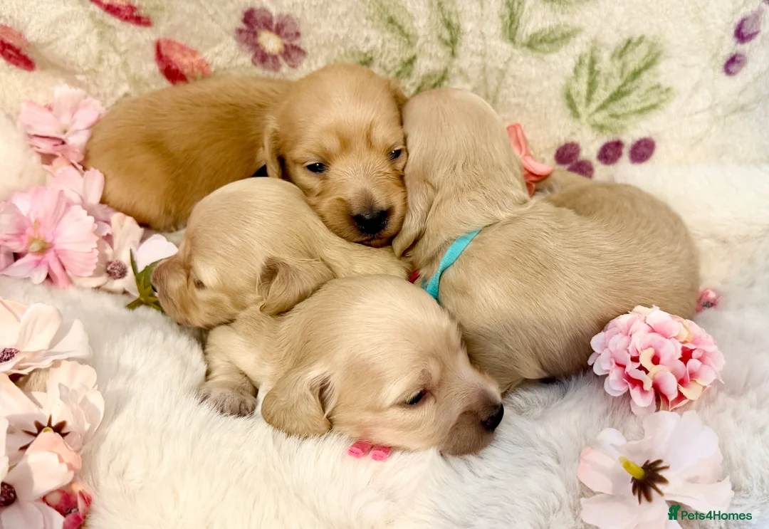 Miniature Dachshund dogs for sale: Cream long haired miniature dachshund puppies  - Advert 1