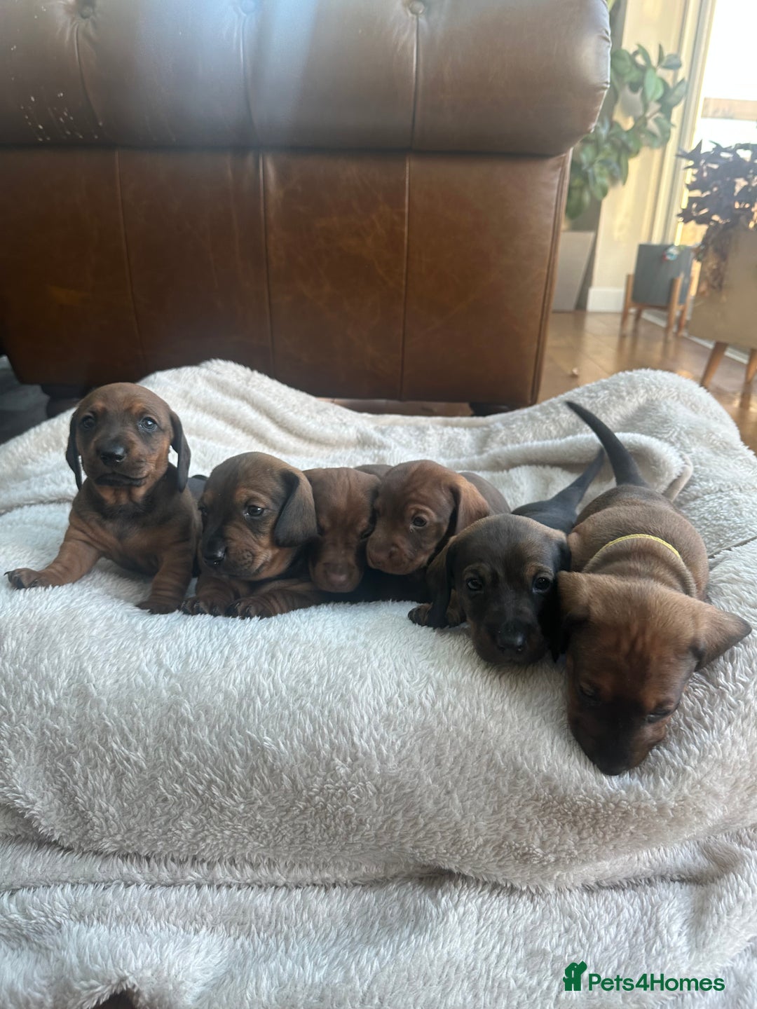 Dachshund dogs for sale: 3x Dachshund Puppies - Advert 3
