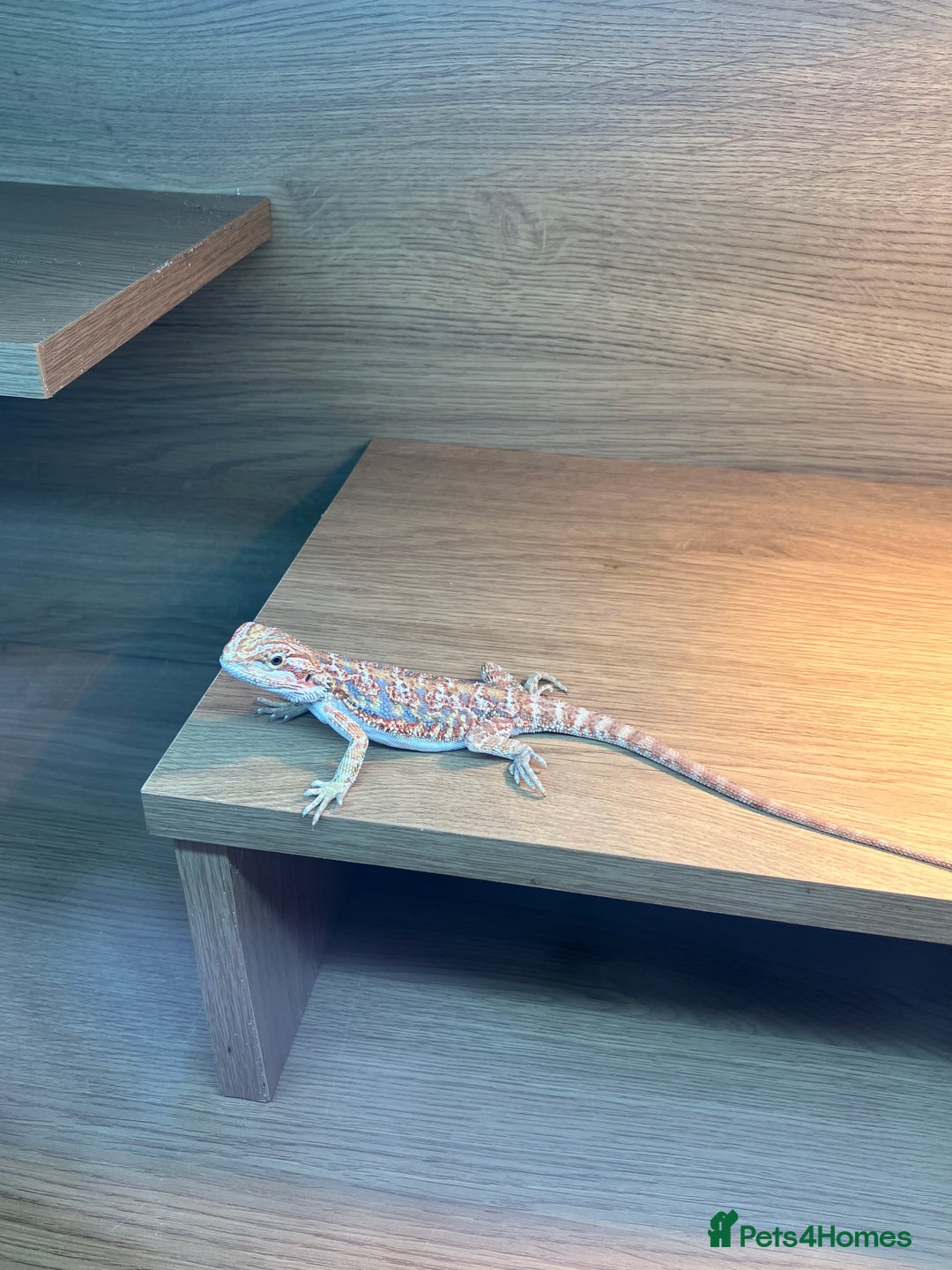 Bearded Dragon reptiles for sale: Bearded Dragon Vivarium Setup Kit in Downham Market - Image 8