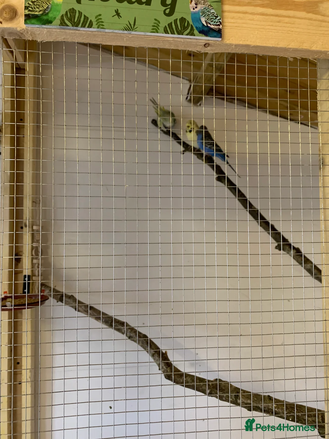 Budgerigars birds for sale:  budgies  in Normanton - Advert 7