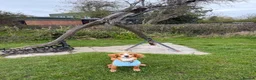 Cocker Spaniel dogs for sale: Lucky 8 month old cocker spaniel  in Wallasey - Advert 5
