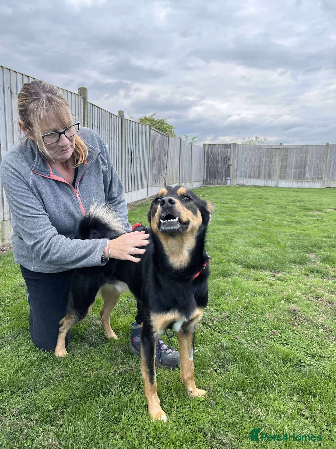 Mixed Breed dogs for adoption: Gorgeous GEORGE  - Image 4