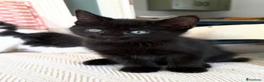 Kitten 4