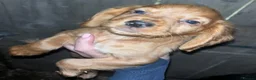 Cocker Spaniel dogs for sale: Beautiful Cocker Spaniel pups in Halifax - Advert 2