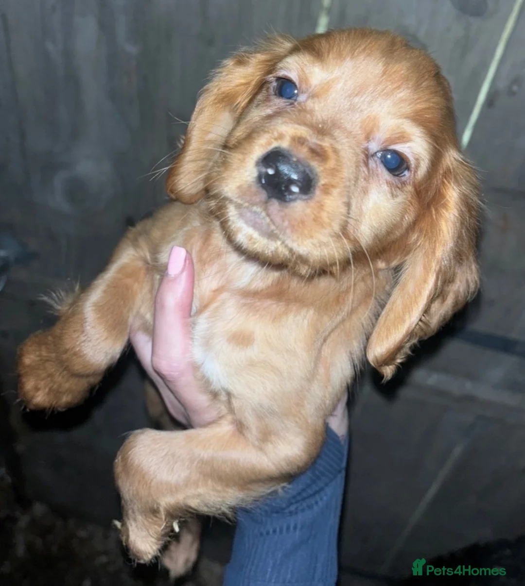 Cocker Spaniel dogs for sale: Beautiful Cocker Spaniel pups in Halifax - Advert 2