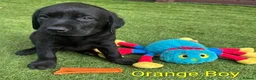 Labrador Retriever dogs for sale:  KC Black Labradors – 4 Boys & 2 Girls Available🐶 - Advert 27