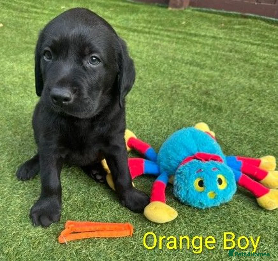Labrador Retriever dogs for sale: 🐾 ONLY 2 BOYS LEFT – READY FOR FOREVER HOMES! ❤️ - Advert 24