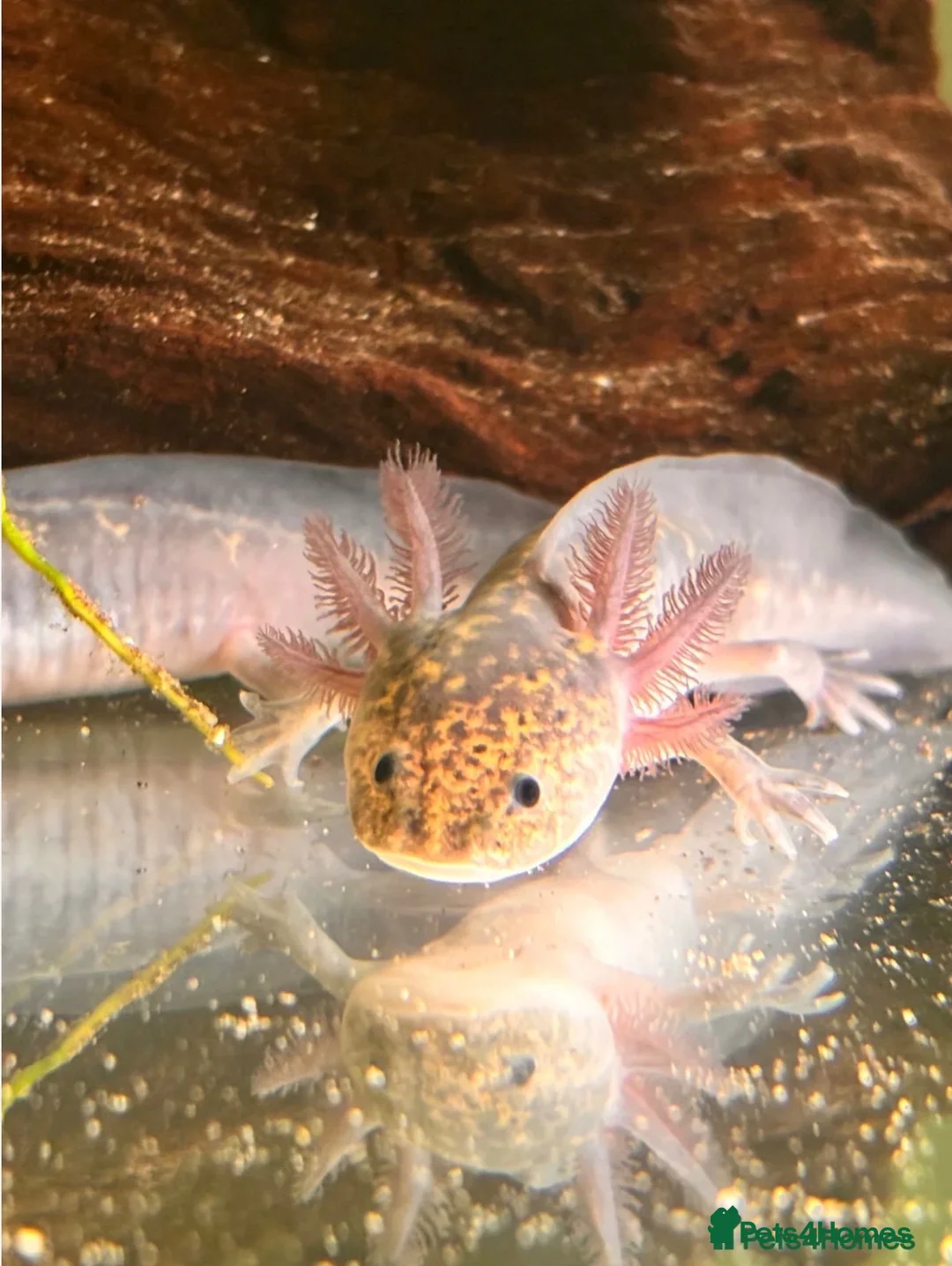 Axolotl reptiles for sale: Black melenoid axolotl  in Caldicot - Advert 1