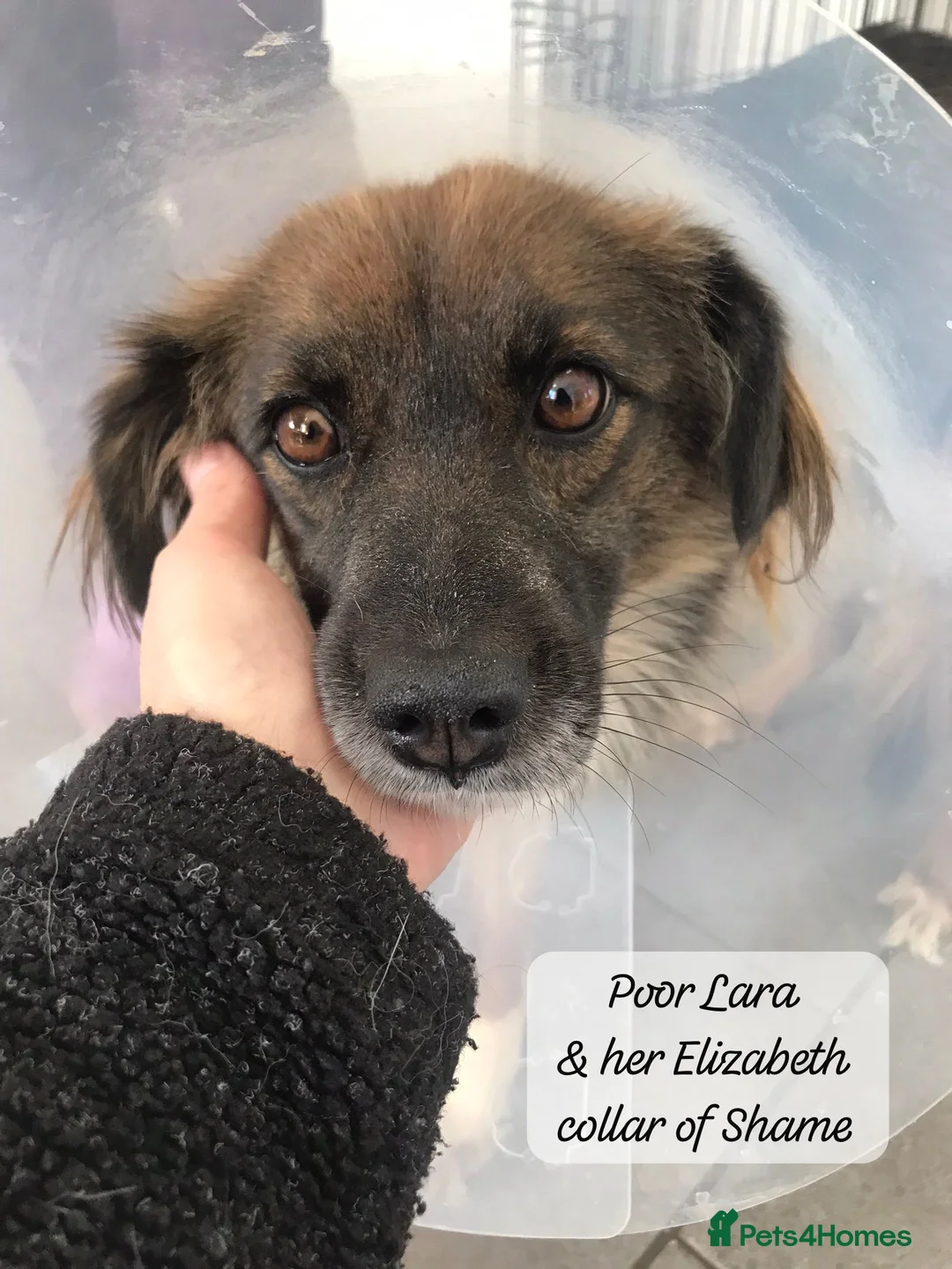 Mixed Breed dogs for adoption: Lara, 6 yrs old approx. Available for adoption. - Advert 3