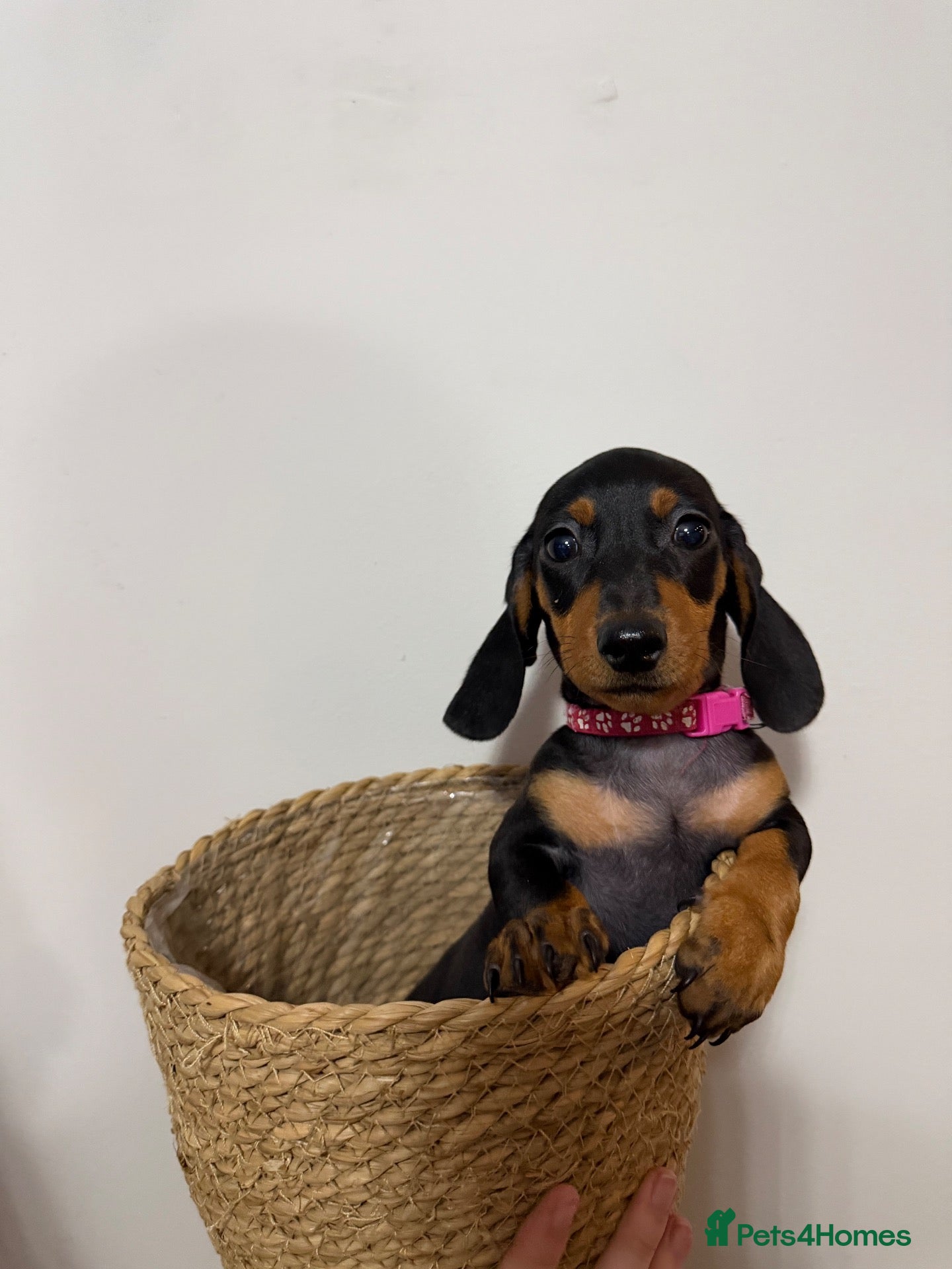 Dachshund dogs  2 beautiful Dachshund girls left 💜💓 - Advert 2