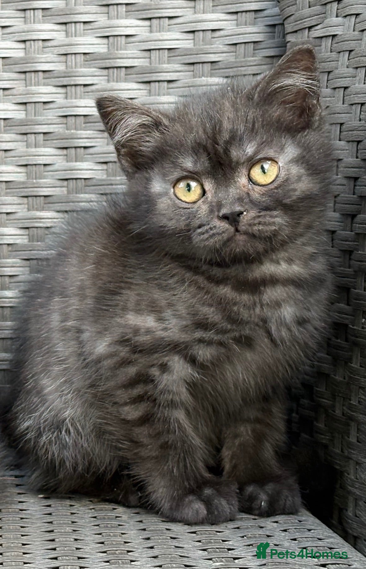Scottish Fold cats Scottish fold X BSH - Advert 5