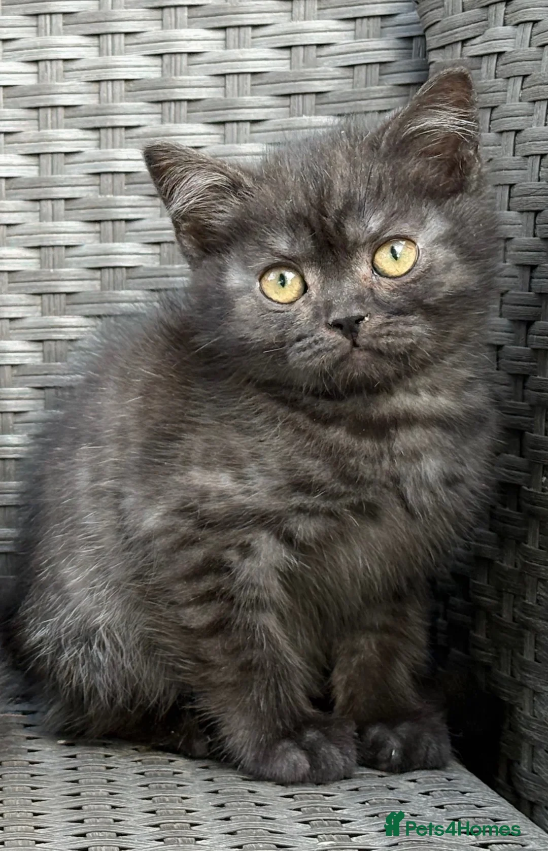 Scottish Fold cats for sale: Scottish fold X BSH - Advert 1