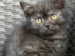 Scottish Fold cats Scottish fold X BSH - Advert 10