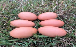 Chickens poultry for sale: Pol Hens For Sale - Image 8