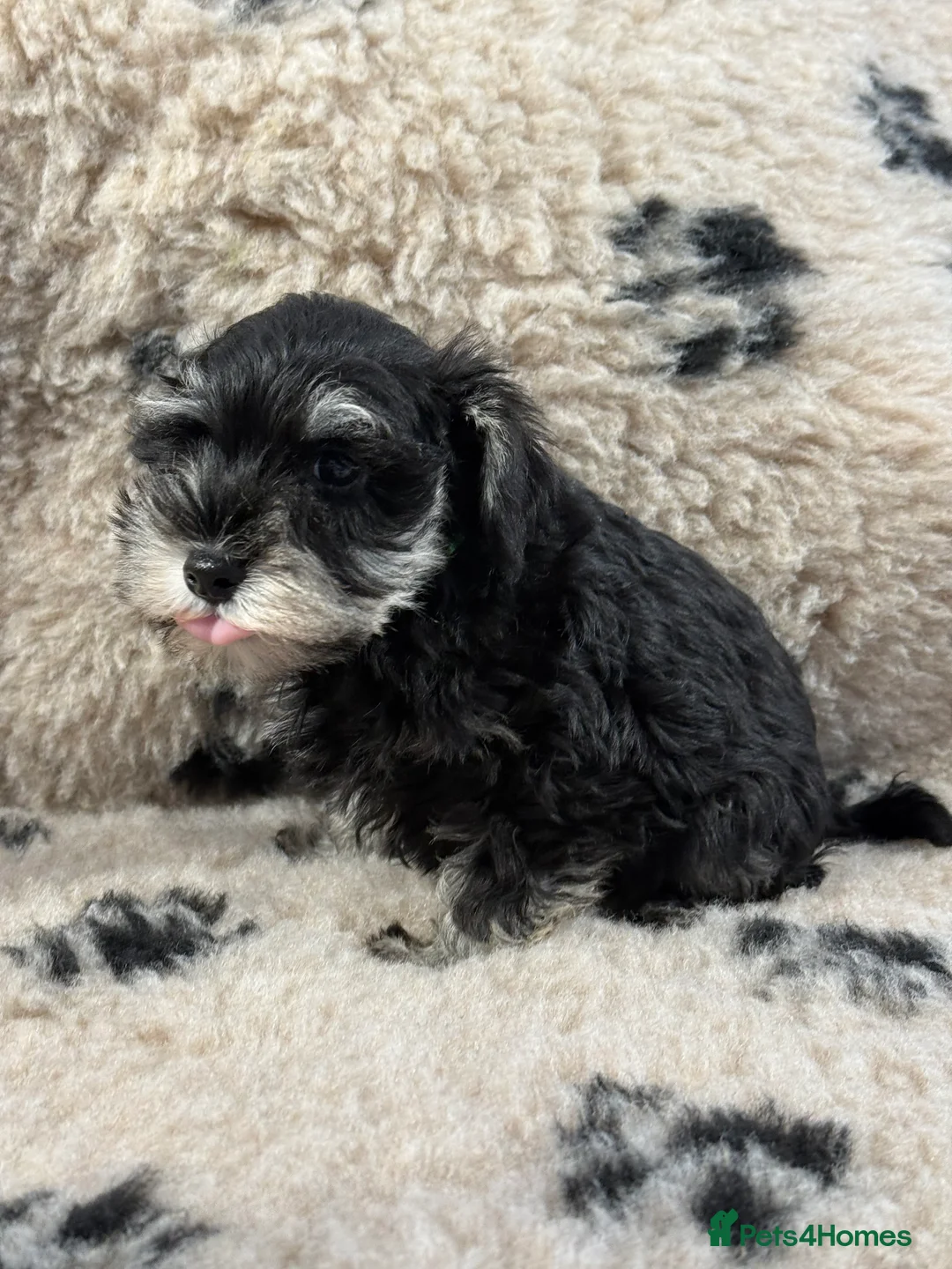 Miniature Schnauzer dogs for sale: Beautiful miniature schnauzers pups ready now - Advert 6