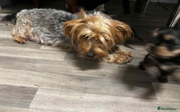 Yorkshire Terrier dogs for sale: Yorkshire terrier  - Advert 4