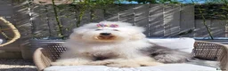 Sheepadoodle dogs for sale: Beautiful F1 Sheepadoodles  - Advert 13