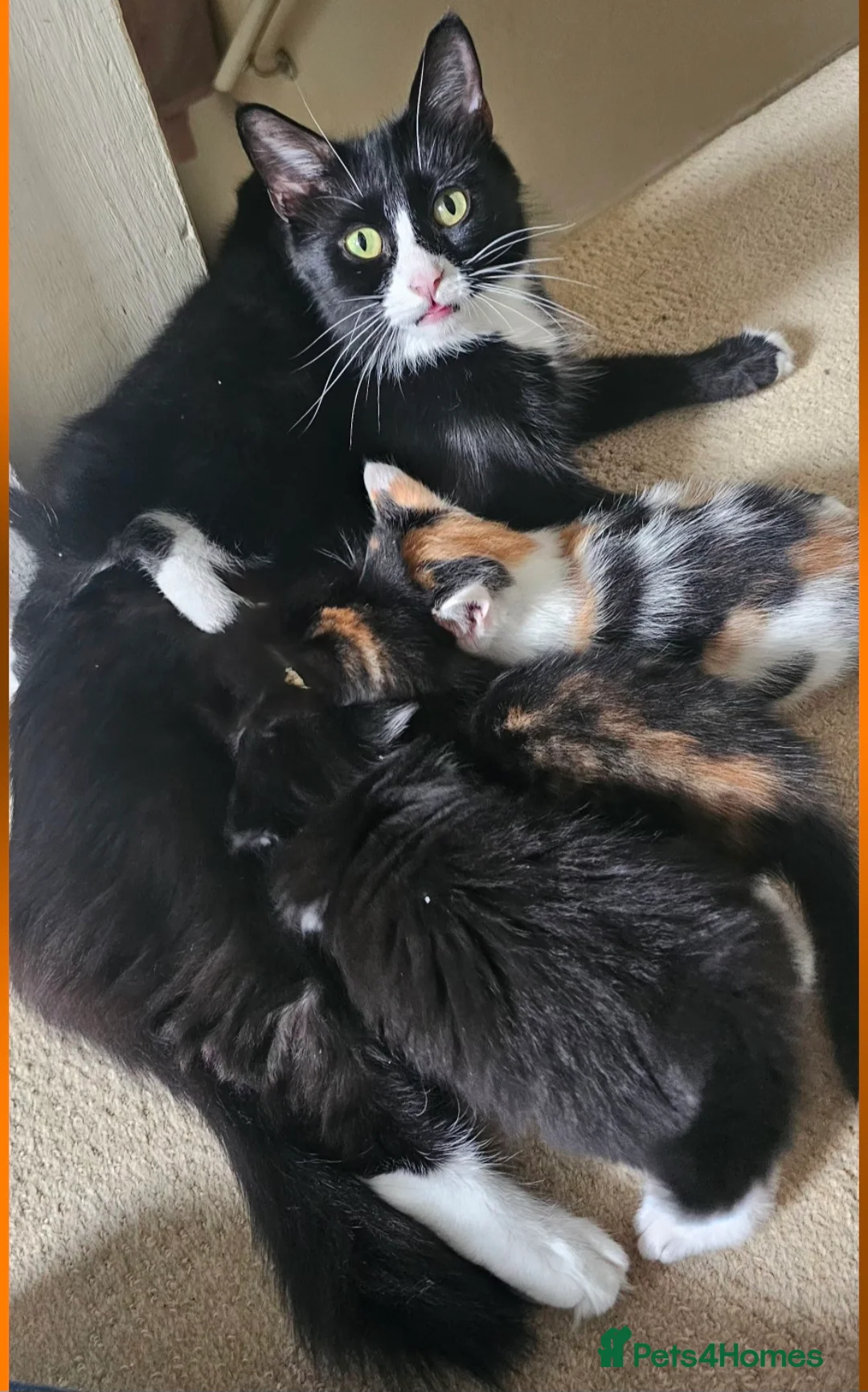 Mixed Breed cats for sale: 4 kittens  - Advert 1