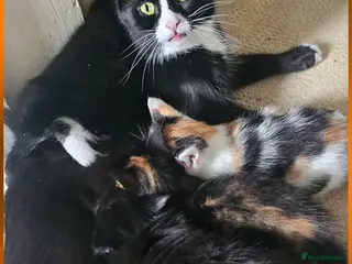 Mixed Breed cats 4 kittens - Advert 6