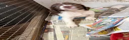 English Springer Spaniel dogs for sale: Kc reg English springer spaniel puppies - Advert 4