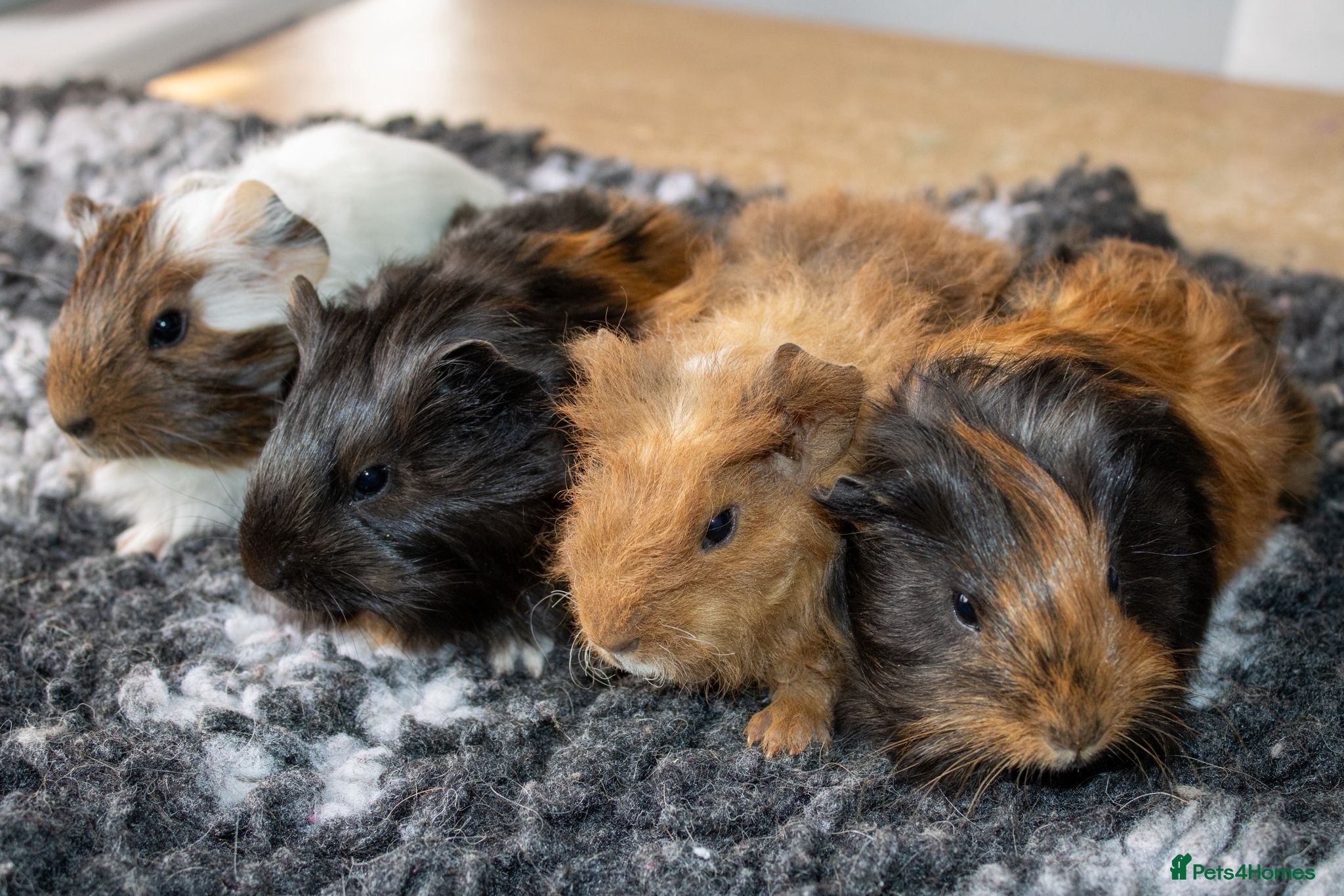 Guinea Pig rodents Stunning baby guinea pigs  - Advert 1
