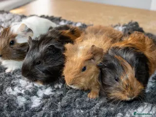 Guinea Pig rodents Stunning baby guinea pigs - Advert 12