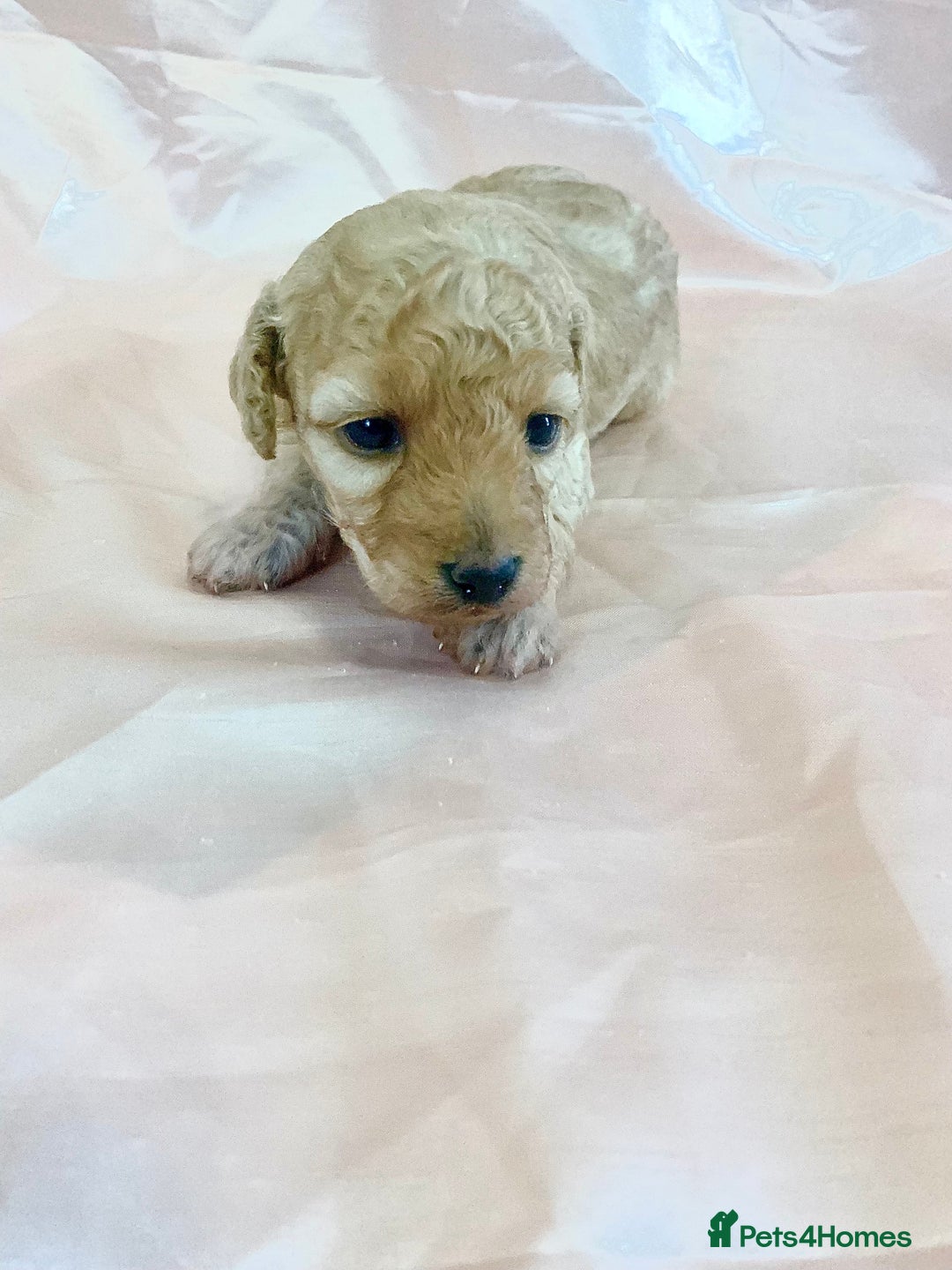 Miniature Poodle dogs for sale: Miniature poodles for sale  2 boys and 3 girls - Advert 10
