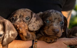 Dachshund dogs for sale: Beautiful Chocolate & Dapple Dachshund Pups - Image 4