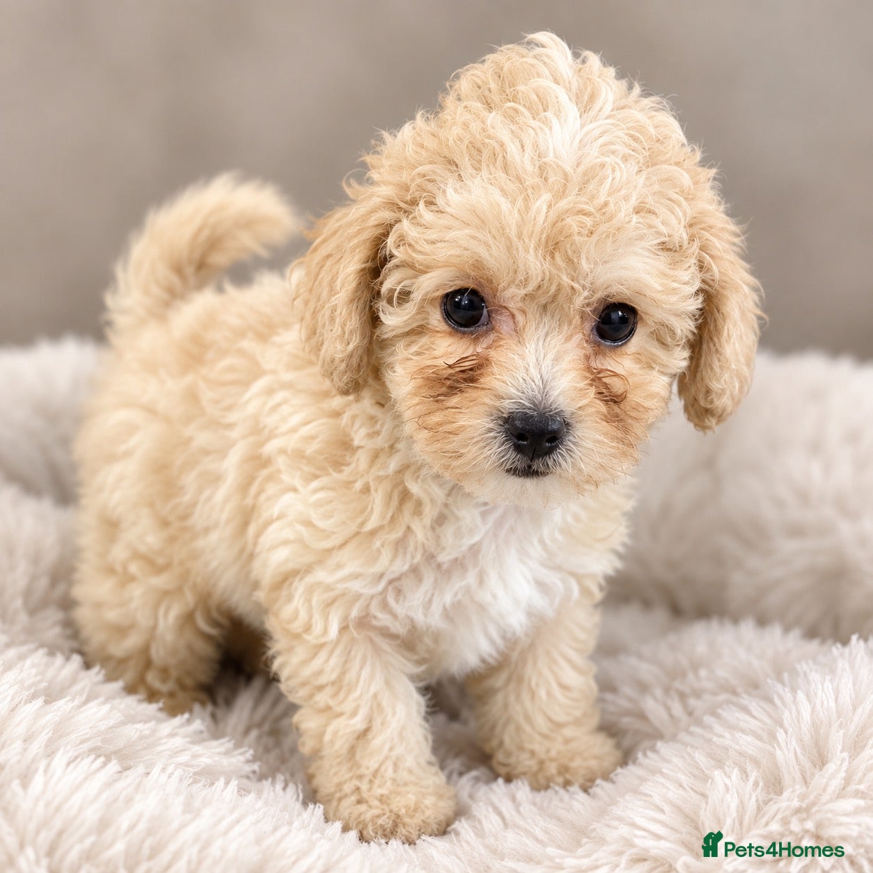 Toy Poodle dogs KC Toy Poodles gorgeous litter of 4 - Advert 2