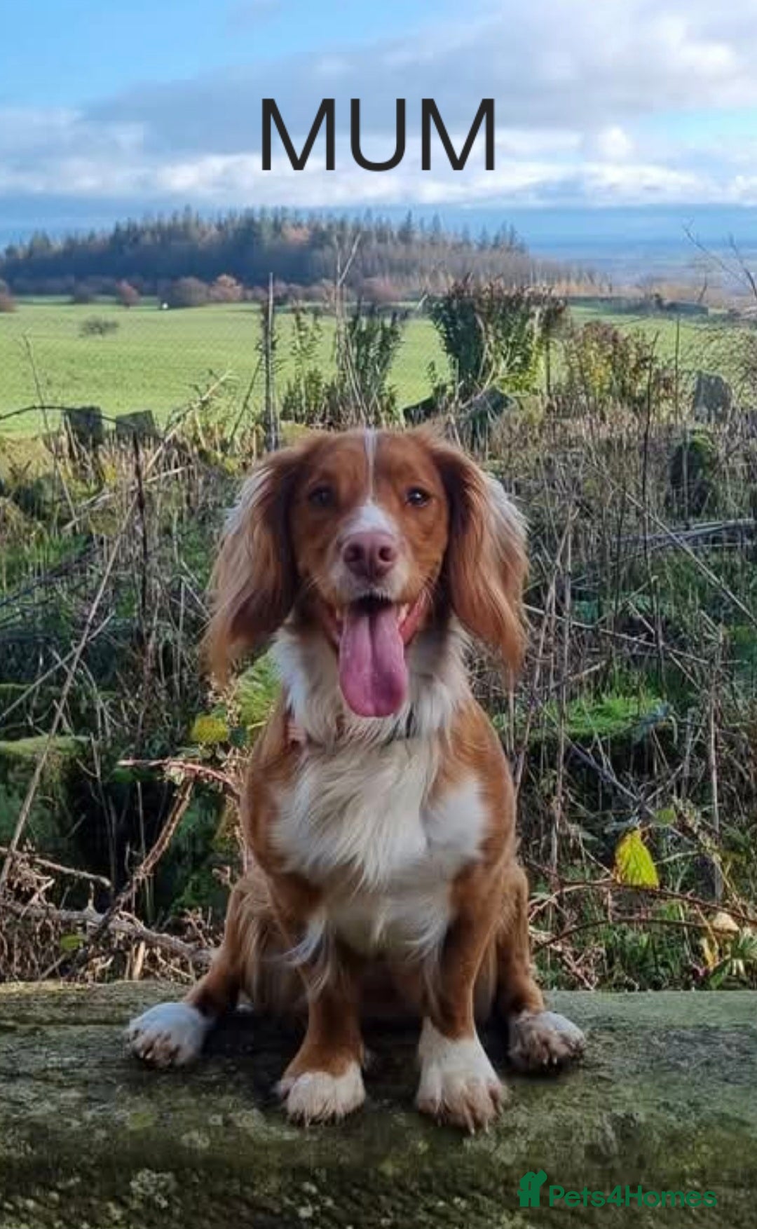 Cocker Spaniel dogs for sale: Beautiful working cocker spaniel puppies for sale - Advert 2